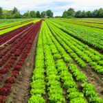 Farming vegetables