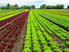 Farming vegetables