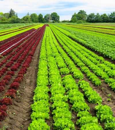 Farming vegetables