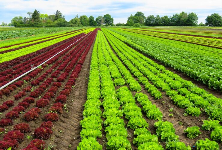 Farming vegetables