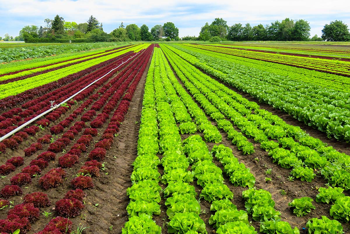 Farming vegetables